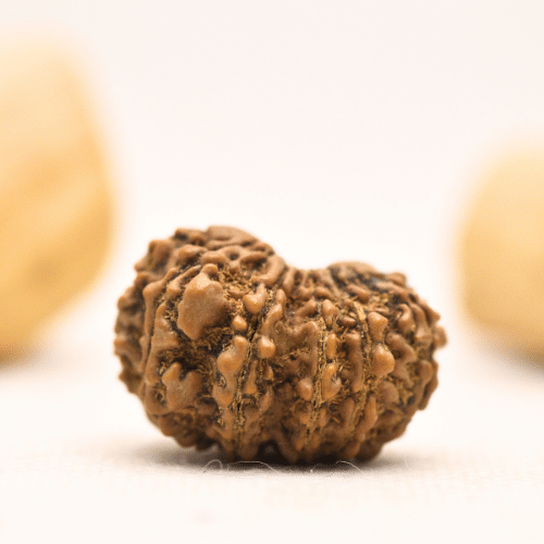 12 Mukhi Nepali Rudraksha - Large