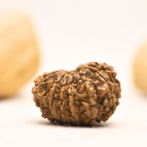 12 Mukhi Nepali Rudraksha - Large