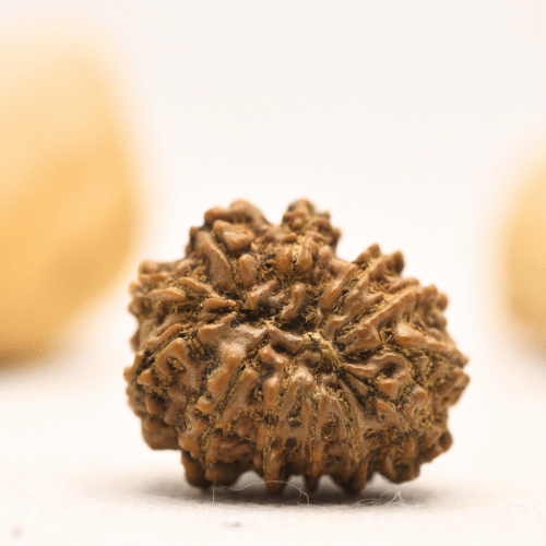 12 Mukhi Nepali Rudraksha - Large