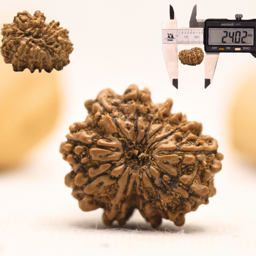 12 Mukhi Nepali Rudraksha - Large