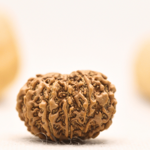12 Mukhi Nepali Rudraksha - Large