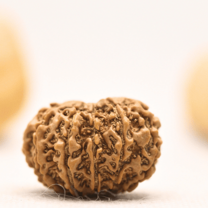 12 Mukhi Nepali Rudraksha - Large