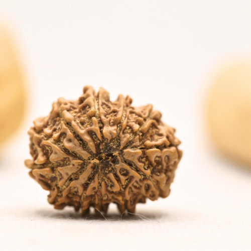 12 Mukhi Nepali Rudraksha - Large