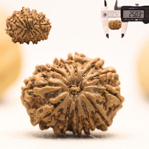 12 Mukhi Nepali Rudraksha - Large