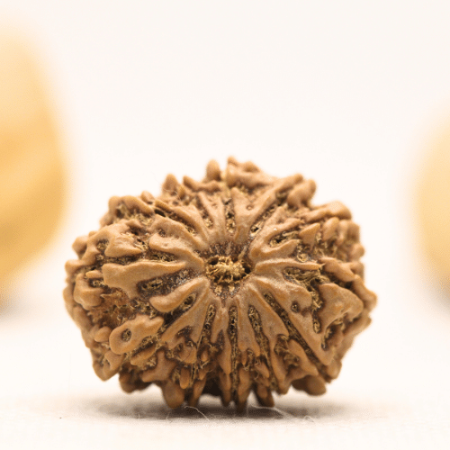12 Mukhi Nepali Rudraksha - Large