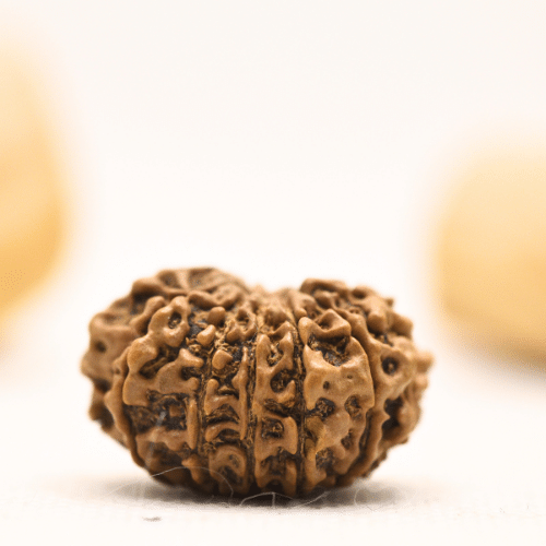 12 Mukhi Nepali Rudraksha - Large