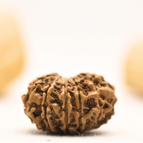 12 Mukhi Nepali Rudraksha - Large