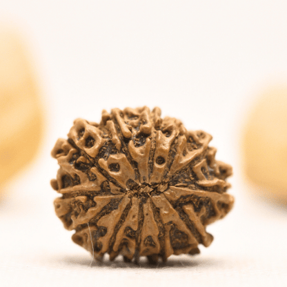 12 Mukhi Nepali Rudraksha - Large