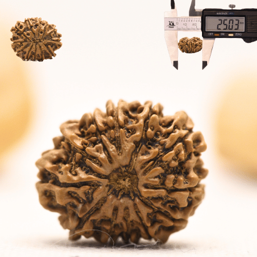12 Mukhi Nepali Rudraksha - Large