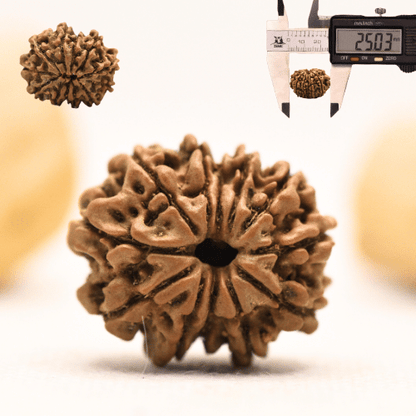 12 Mukhi Nepali Rudraksha - Large