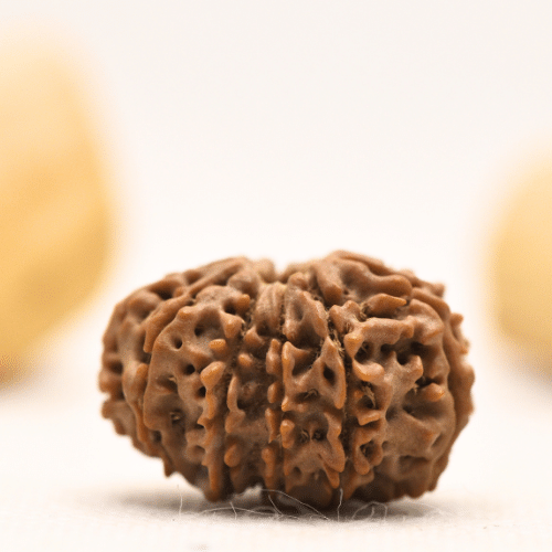 12 Mukhi Nepali Rudraksha - Large