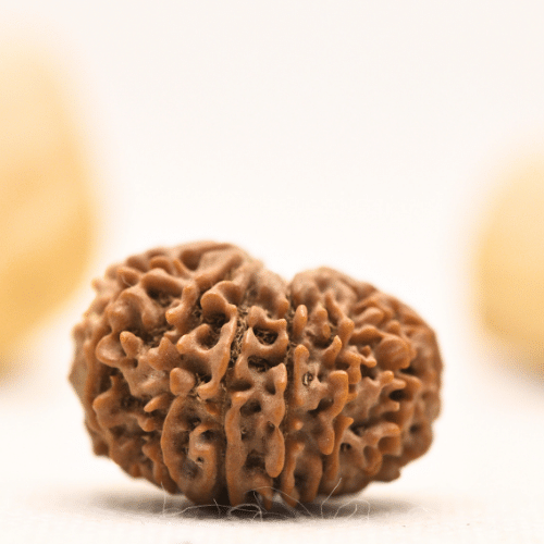 12 Mukhi Nepali Rudraksha - Large