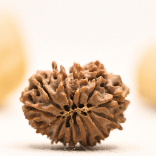 12 Mukhi Nepali Rudraksha - Large