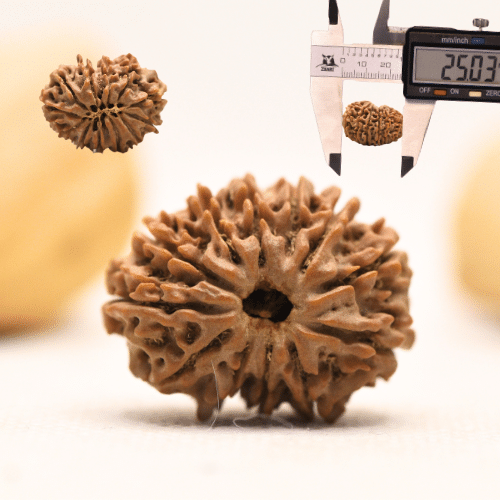 12 Mukhi Nepali Rudraksha - Large