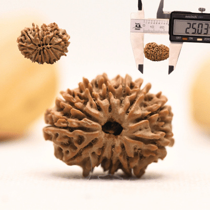 12 Mukhi Nepali Rudraksha - Large