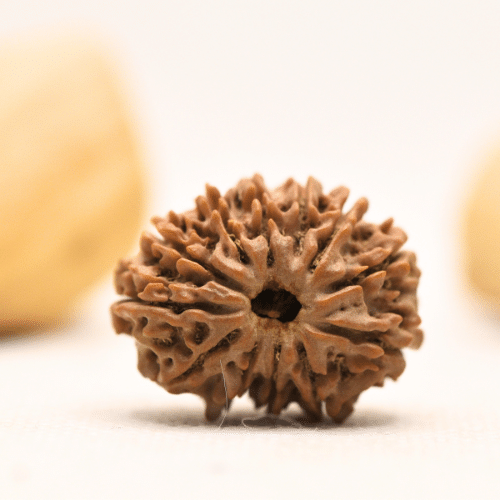12 Mukhi Nepali Rudraksha - Large