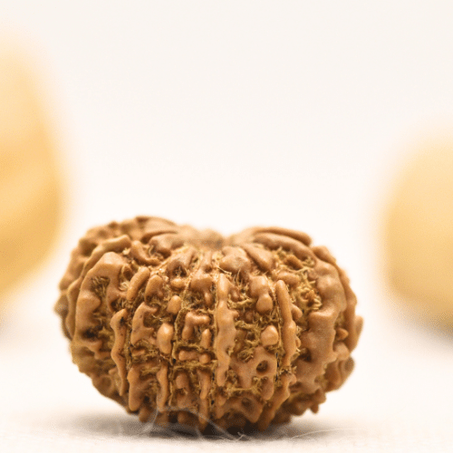 12 Mukhi Nepali Rudraksha - Large