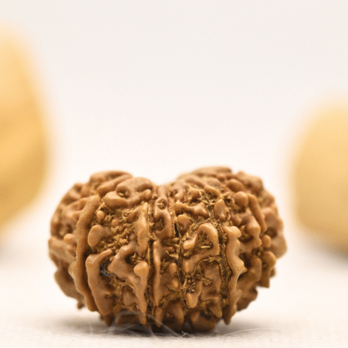 12 Mukhi Nepali Rudraksha - Large