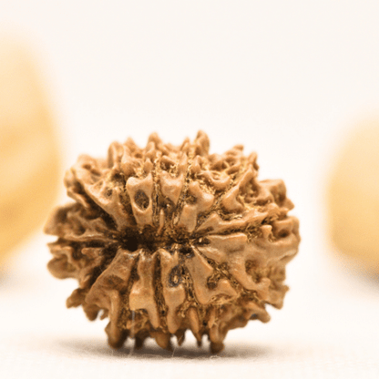 12 Mukhi Nepali Rudraksha - Large