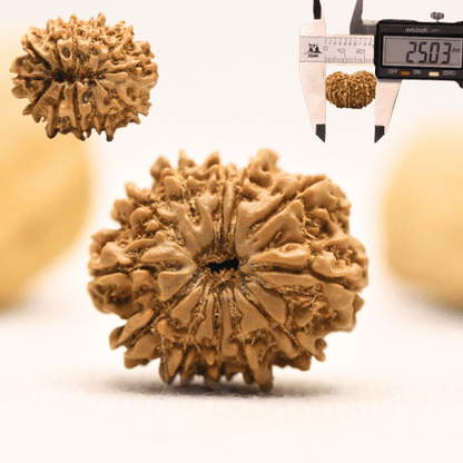 12 Mukhi Nepali Rudraksha - Large