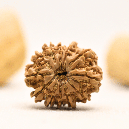 12 Mukhi Nepali Rudraksha - Large