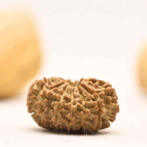 12 Mukhi Nepali Rudraksha - Large
