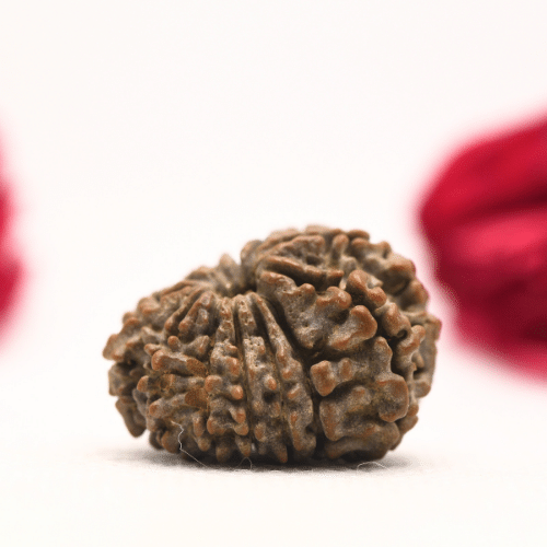 12 Mukhi Nepali Rudraksha - Regular