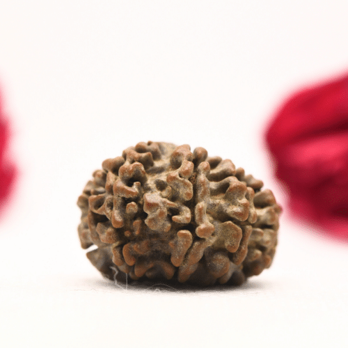 12 Mukhi Nepali Rudraksha - Regular
