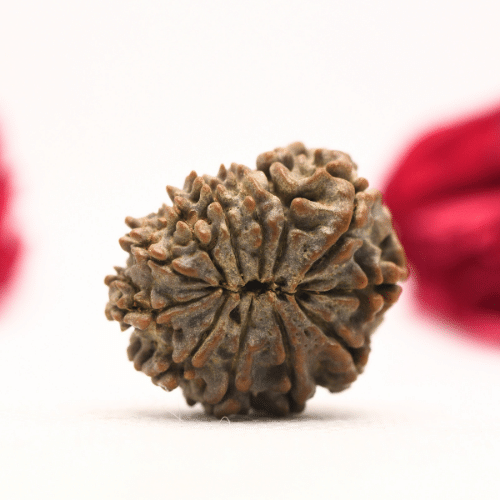 12 Mukhi Nepali Rudraksha - Regular