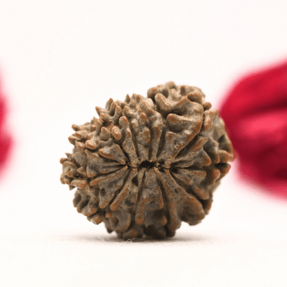 12 Mukhi Nepali Rudraksha - Regular
