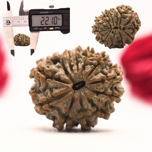 12 Mukhi Nepali Rudraksha - Regular