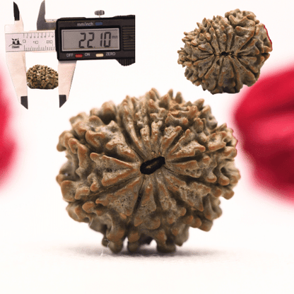 12 Mukhi Nepali Rudraksha - Regular
