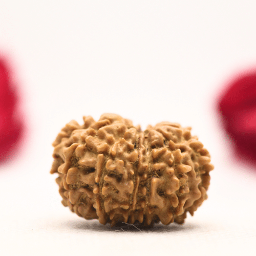 12 Mukhi Nepali Rudraksha - Regular