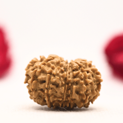 12 Mukhi Nepali Rudraksha - Regular