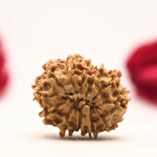 12 Mukhi Nepali Rudraksha - Regular