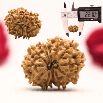 12 Mukhi Nepali Rudraksha - Regular