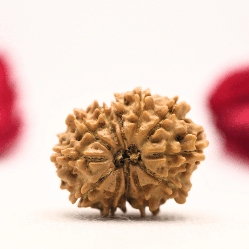 12 Mukhi Nepali Rudraksha - Regular