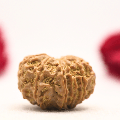 12 Mukhi Nepali Rudraksha - Regular