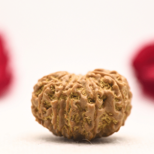12 Mukhi Nepali Rudraksha - Regular