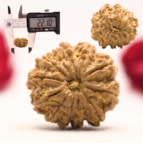 12 Mukhi Nepali Rudraksha - Regular