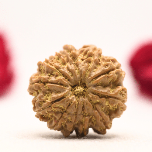 12 Mukhi Nepali Rudraksha - Regular
