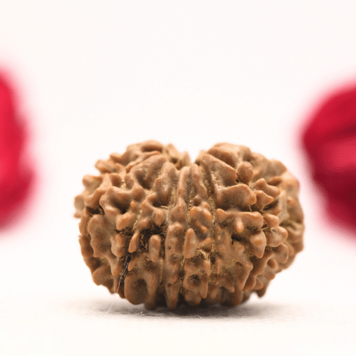 12 Mukhi Nepali Rudraksha - Regular