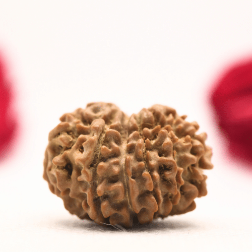 12 Mukhi Nepali Rudraksha - Regular