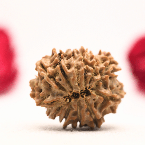 12 Mukhi Nepali Rudraksha - Regular