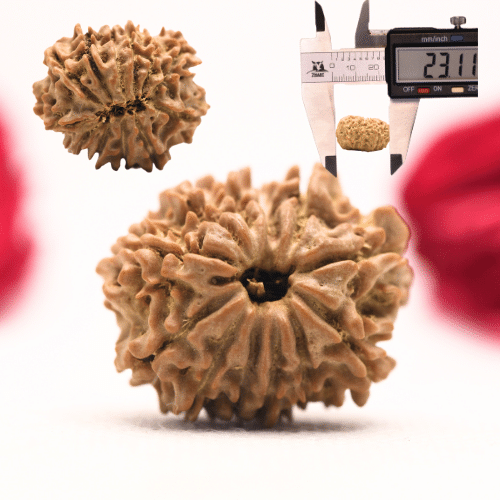 12 Mukhi Nepali Rudraksha - Regular
