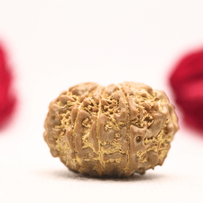 12 Mukhi Nepali Rudraksha - Regular