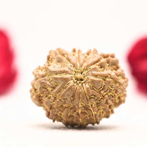 12 Mukhi Nepali Rudraksha - Regular