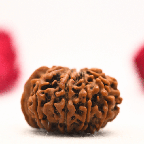 12 Mukhi Nepali Rudraksha - Regular