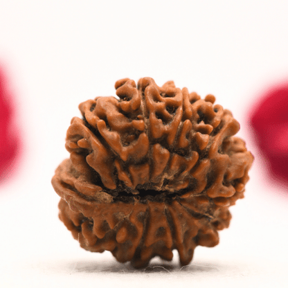 12 Mukhi Nepali Rudraksha - Regular