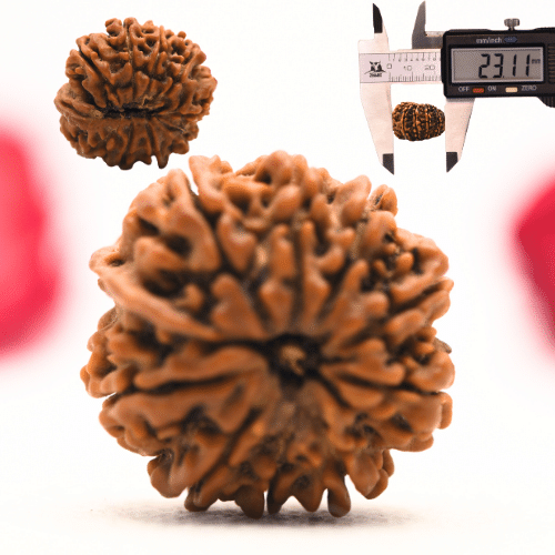 12 Mukhi Nepali Rudraksha - Regular
